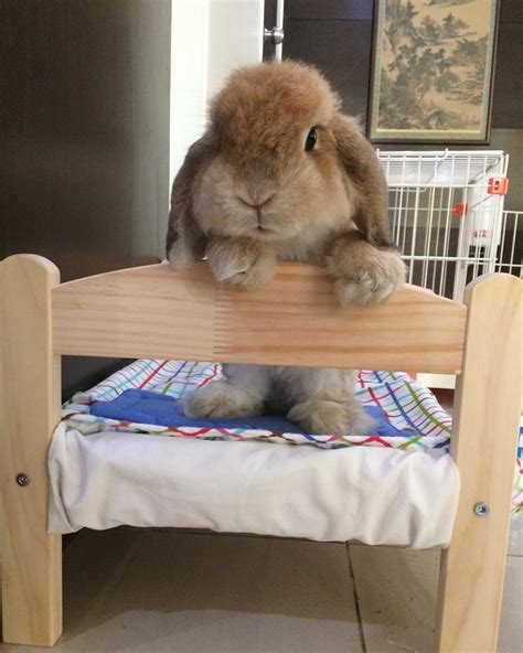 A Rabbit Sitting On Top Of A Wooden Bed Frame