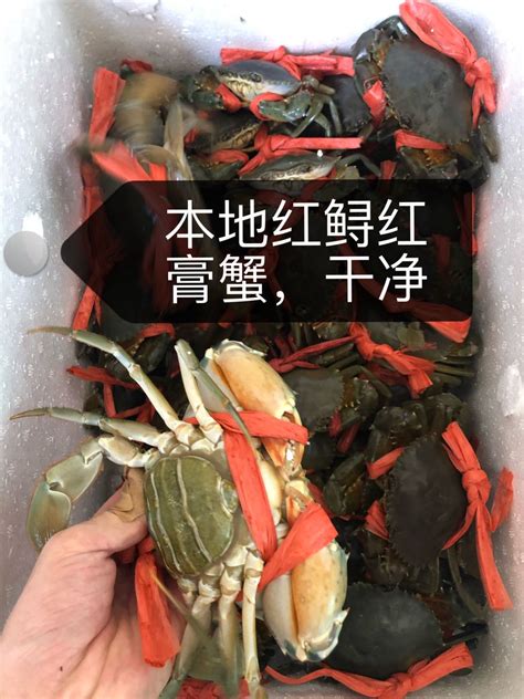 两斤装 净重3~4只 东山岛红膏蟹红鲟母青蟹鲜活猷蠓螃蟹 全母膏蟹 阿里巴巴