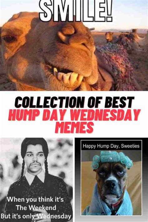 Collection Of Best Hump Day Wednesday Memes In