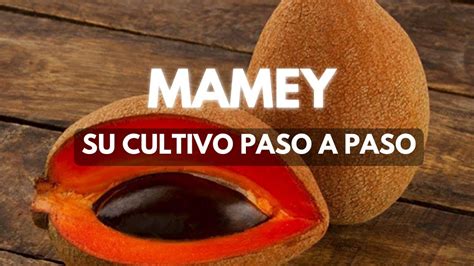 Cu Nto Tarda Un Rbol De Mamey En Dar Frutos Nucleo Jardin