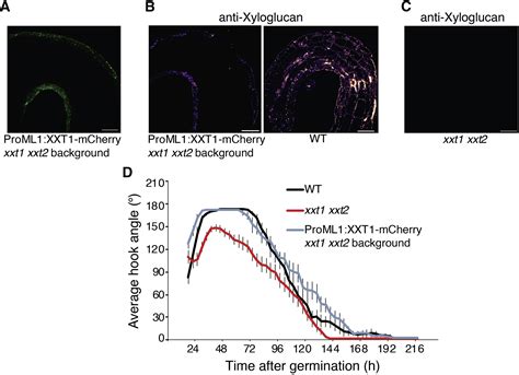 Interplay Between Cell Wall And Auxin Mediates The Control Of