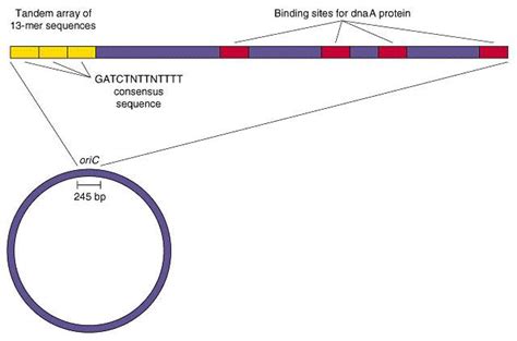 Replication DNA