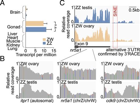 Sex Specific Splicing Of Z And W Borne Nr5a1 Alleles Suggests Sex