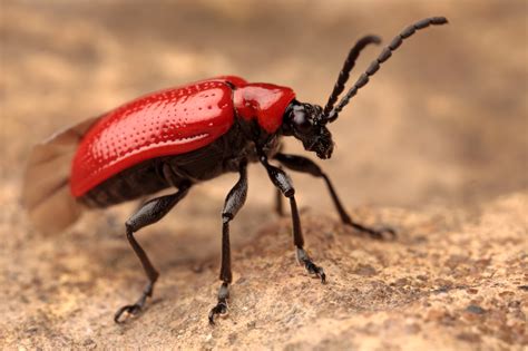 Red Lily Beetle