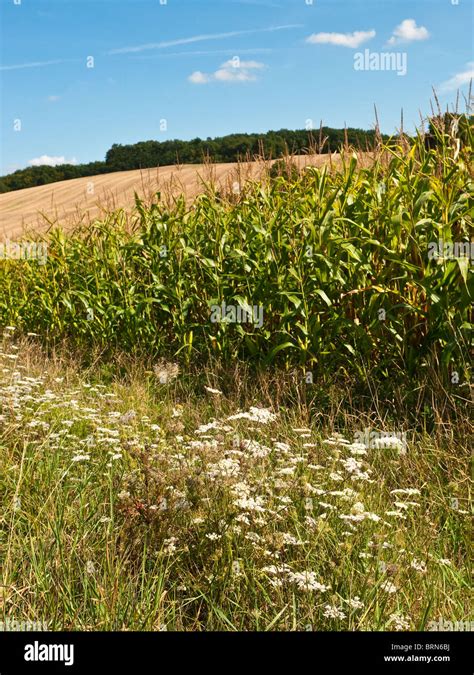 Queen Annes Lace Daucus Carota Roadside Weed And Field Of Maize