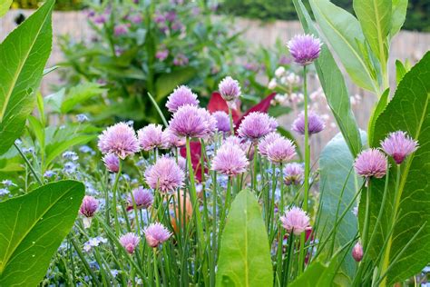 Garden Blossom Bloom - Free photo on Pixabay