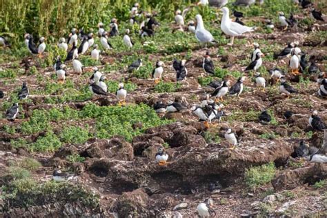 When & Where To See Puffins In Newfoundland