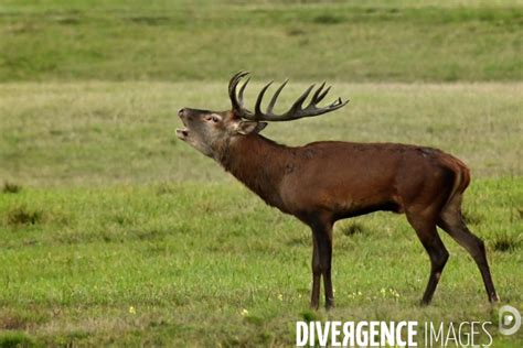 Brame Du Cerf En For T De Chambord Par Jean Michel Turpin