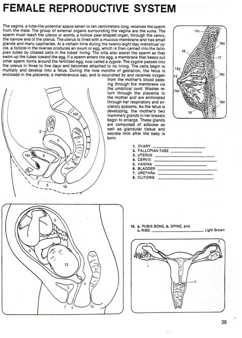 Human Reproductive System Worksheets