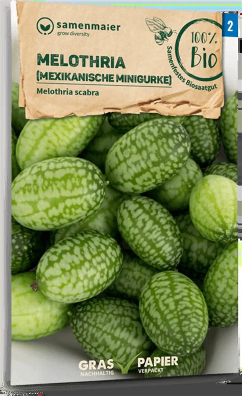 Samen Maier Bio Melothria Mexikan Minigurke 1 Packung Bloomling