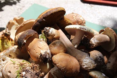 Leccinum Aurantiacum Jadalna Pieczarka I Borowik Edulis W Bielu Talerzu