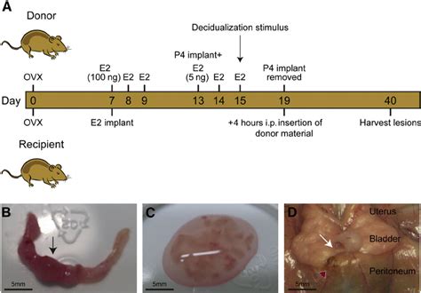 A Novel Mouse Model Of Endometriosis A Schematic Showing The Timeline