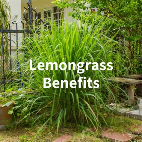 Growing And Using Lemongrass ⋆ Farmhouse Bc