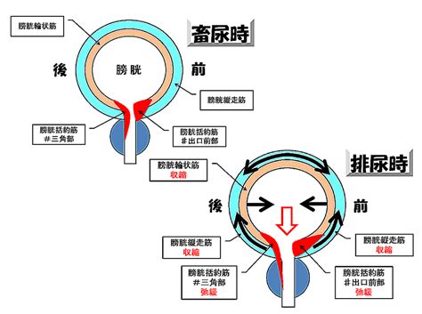 排尿のメカニズム 開業医こぼれ話