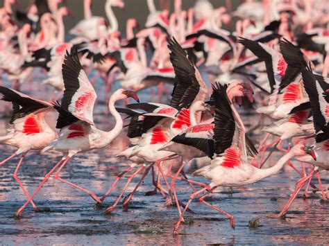 Flamingo Migration: All About The Great Pink Voyage | Birdfact