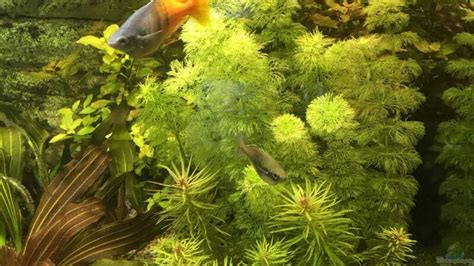 Limnophila Aquatica Riesen Sumpffreund Alle Infos