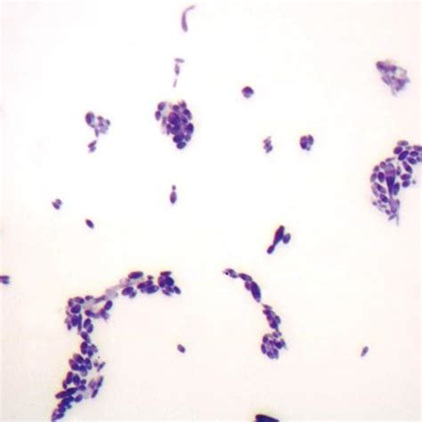 Candida Albicans Microscope Slide