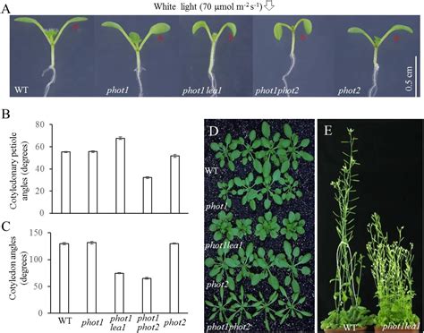 Arabidopsis Cotyledon