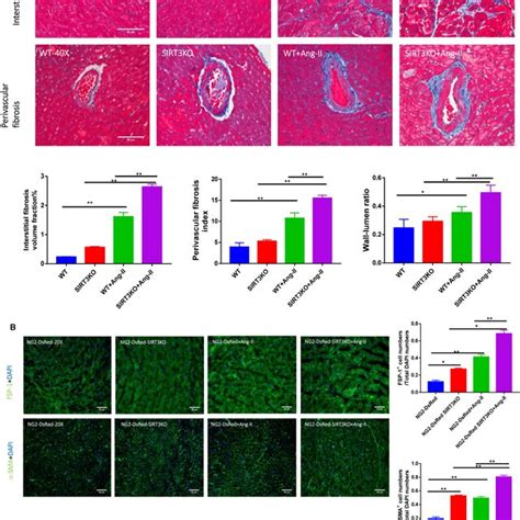 Knockout Of Sirt Accentuated Angiiinduced Fibrosis A Masson S