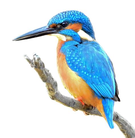 Kingfisher Bird Png Transparent Images Png All