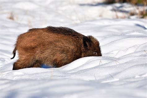 Wildschwein Schnee Wild Kostenloses Foto Auf Pixabay