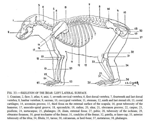 17 Best images about Anatomy - animal - Ursidae on Pinterest | Message ...