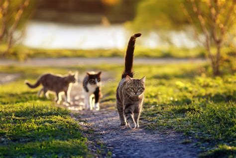 Three Cats Walking Along The Road On A Sunny Warm Summer Day Stock