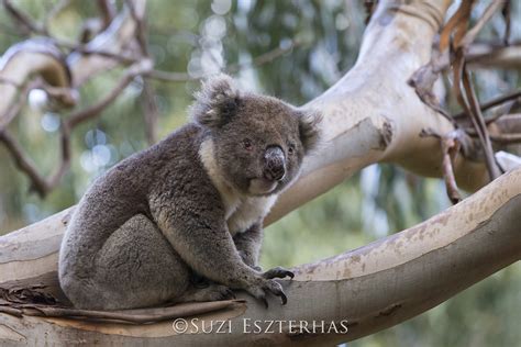 Koa Suzi Eszterhas Wildlife Photography