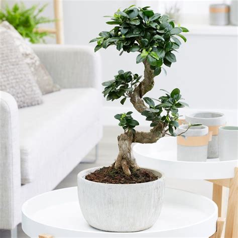 Buy Bonsai Ficus Ficus Microcarpa Ginseng Delivery By Waitrose Garden