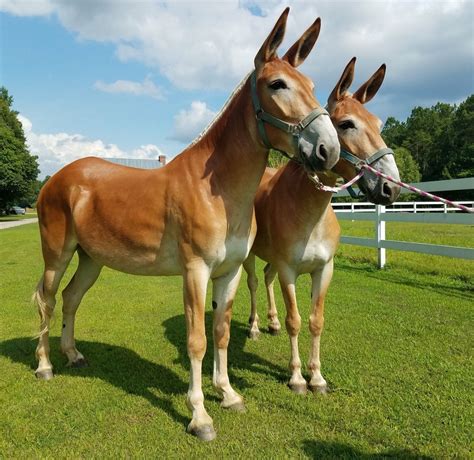 Baby Mule Artofit