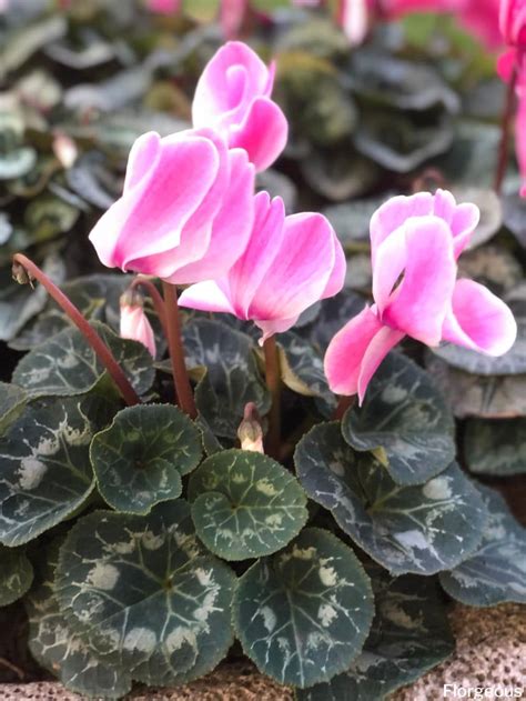 Cyclamen Flower Meaning and Symbolism of Each Color | Florgeous