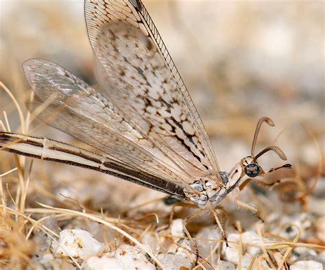 Antlion