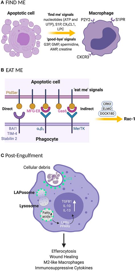 Clearance Processes For Apoptotic Cell By Phagocytes Rely On Find Me