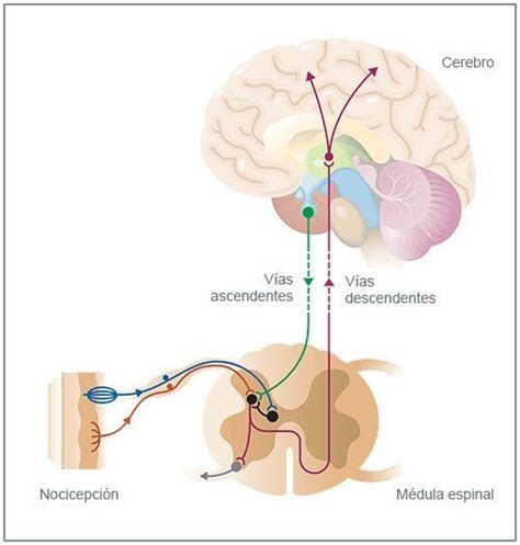 Sistema Nervioso Y Reproductivo Mind Map