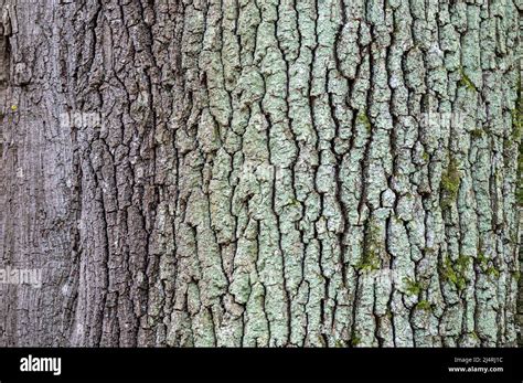 Common oak (Quercus robur) bark closeup Stock Photo - Alamy