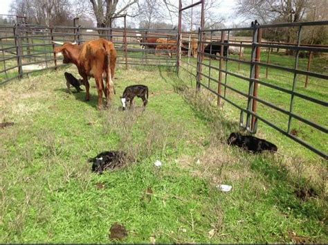 Texas Cow Gives Birth To Four Calves In Extremely Rare Occurrence