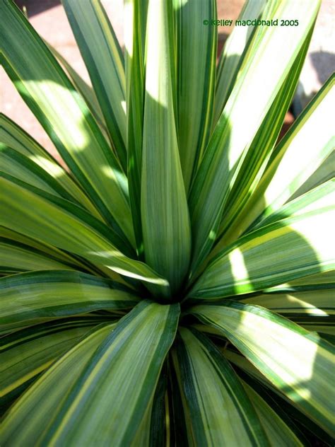 Plantfiles Pictures Yucca Curve Leaf Yucca Pendulous Yucca Weeping