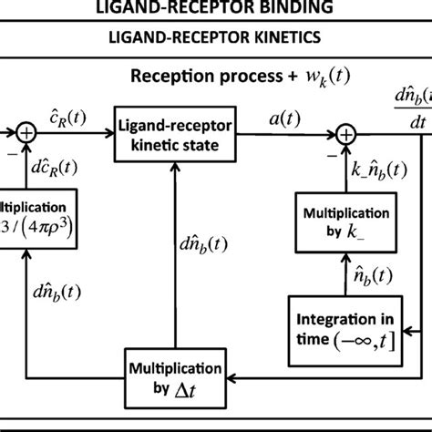 Graphical sketch of the ideal ligand-receptor binding with the ...