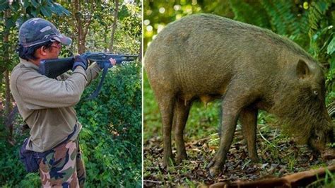 Pemburu Babi Hutan Meninggal Tertembak Rekan Sendiri Pelaku Mengira