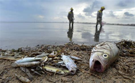 Octubre Tres Toneladas De Peces Mueren Asfixiados En El Mar Menor La