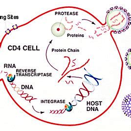 Hiv Replication Cycle The Principal Stages Of The Viral Replication