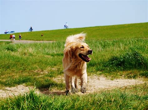 Jenis Anjing Golden Retriever - Foto gratis di Pixabay - Pixabay