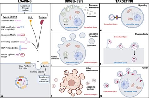 Overview Of The Stages Of Extracellular Vesicle Formation And Release