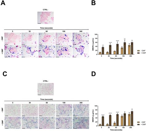 Figure 2 From Biomimetic Magnetite Nanoparticles As Targeted Drug Nanocarriers And Mediators Of