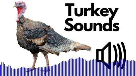 Turkey Sound Effects Gobble No Copyright Youtube