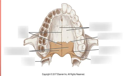 Diagram of Greater and Lesser Palatine Foramen I | Quizlet