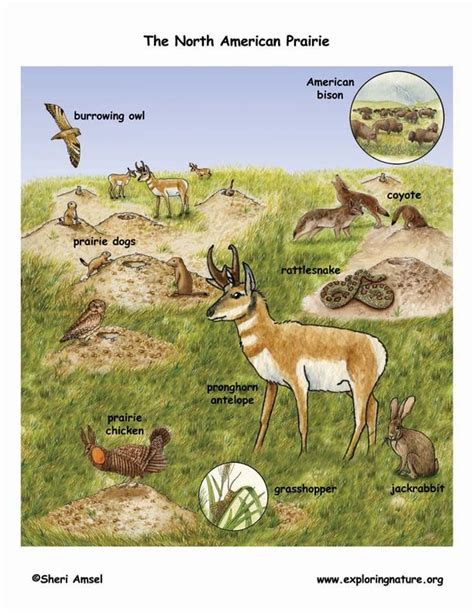 Prairie Animals Pictures With Names - bering