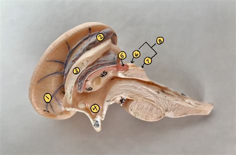 Brain Model Diagram Quizlet