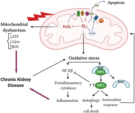 Frontiers Mitochondrial Reactive Oxygen Species And Their