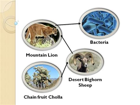 Food Chain - Desert Biome